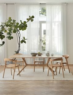 a dining room table with chairs and a potted plant