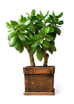 a small potted plant with green leaves