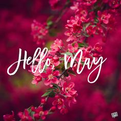 the words hello may are written in white letters on pink background with red flowers and green leaves