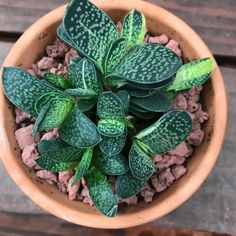 a potted plant with green leaves on top of a wooden table next to some rocks