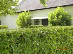 a white house surrounded by green bushes and trees