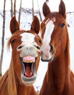 two brown horses standing next to each other on a snow covered ground with their mouths open