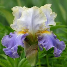 a white and purple flower with green leaves in the background