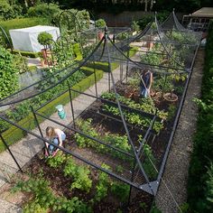 two people tending to plants in a garden