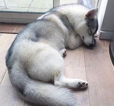 a husky dog sleeping on the floor next to a sliding glass door with it's eyes closed