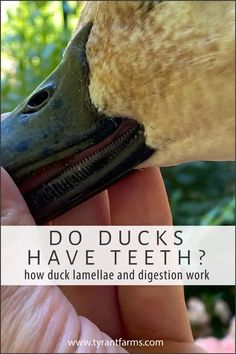 a close up of a person's hand feeding a duck with the words do ducks have teeth?