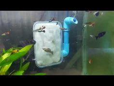 an aquarium filled with lots of different types of fish in it's water tank