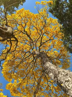 looking up into the canopy of a tree with yellow flowers