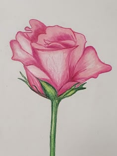 a drawing of a pink rose with green stems