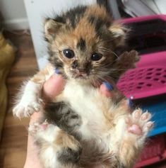 a small kitten is being held in someone's hand and it looks like they are holding something