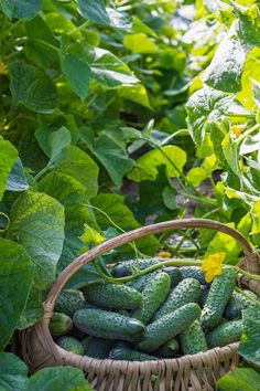 cucumbers in a wicker basket surrounded by green leafy plants and leaves