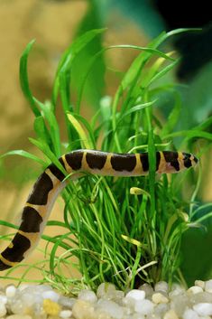 an orange and black striped snake is in the water near some green plants with white rocks