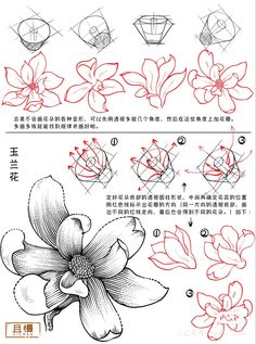 how to draw flowers step by step in chinese