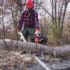 a man with a chainsaw cutting down a tree