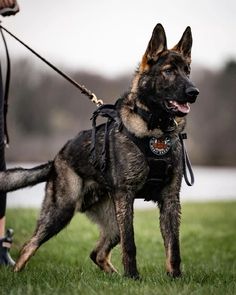 a german shepherd is walking in the grass with his owner on a leash behind him