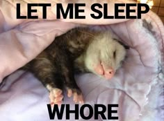 a ferret is sleeping under a blanket with the caption let me sleep where