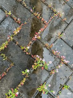 Nature Aesthetic, In The Rain, Pretty Flowers, Pretty Pictures, The Rain, Dream Life, Aesthetic Pictures, Mood Board, Feelings