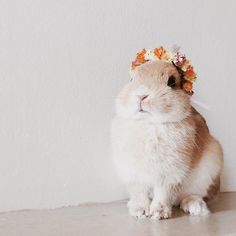 a small rabbit with a flower crown on its head sitting in front of a white wall