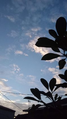 the silhouette of a leafy tree against a blue sky with clouds in the background