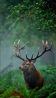 a deer with large antlers standing in the grass next to some trees and bushes