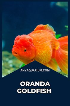 an orange goldfish swimming in the water with text overlay that reads,'any aquarium