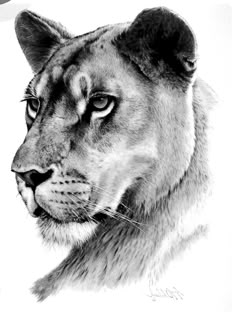 a black and white photo of a mountain lion's face, looking to its left