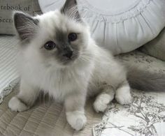 a white and gray cat sitting on top of a bed next to a pillow in a room