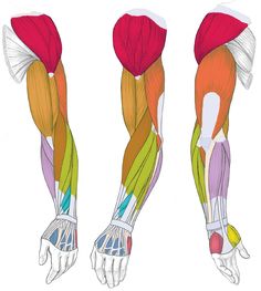 the muscles are shown in three different positions