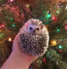 a hand holding a small hedgehog in front of a christmas tree with lights on it