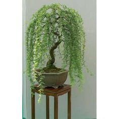 a bonsai tree sitting on top of a wooden table