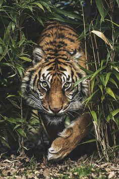 a tiger is walking through some tall grass