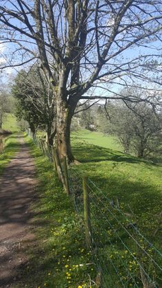 a dirt road that is next to a tree and grass covered field with yellow flowers