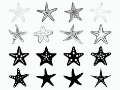 six starfishs are shown in black and white, with one on the left side