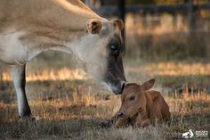 a baby calf laying down next to an adult cow in the grass with its nose on it's mother