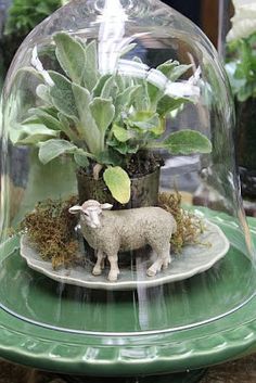 a glass clochel with a sheep and succulents in it