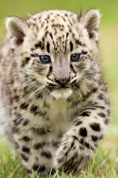 a small snow leopard cub walking across the grass