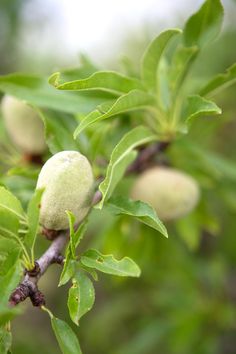 the fruit is growing on the tree branch