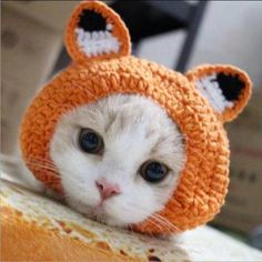 a white cat wearing an orange knitted hat with ears on it's head