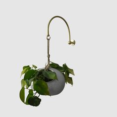 a potted plant hanging from a hook