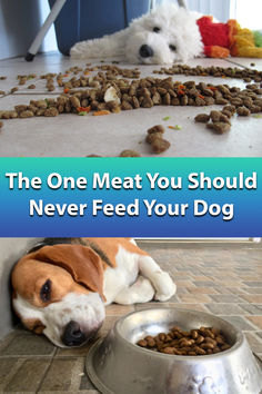 the one meat you should never feed your dog is on the floor next to his food bowl