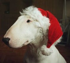 a white dog wearing a red santa hat