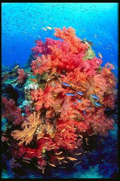 an underwater view of colorful corals and fish