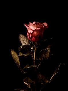 a single pink rose is in the dark