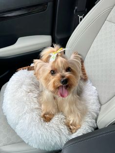 a small dog sitting in the back seat of a car with its tongue hanging out