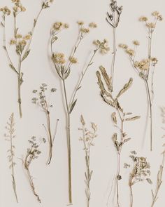 several dried flowers on a white background with no one in the photo looking at them