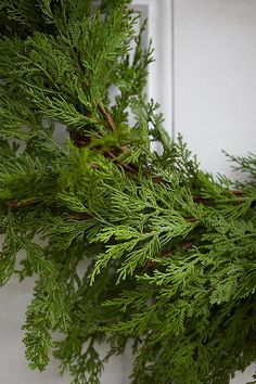 a close up of a green branch on a door