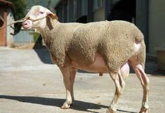 a sheep standing on top of a cement ground next to a building with a rope