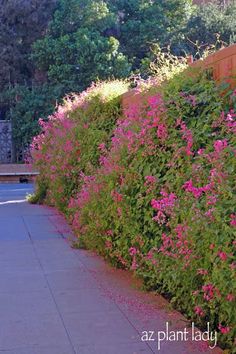 pink flowers are growing on the side of a wall next to a bench and trees