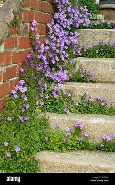 purple flowers growing on the steps leading up to a brick wall - stock image and background