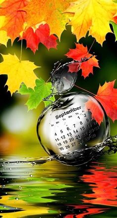 an apple floating on top of water with autumn leaves in the background and text that reads,